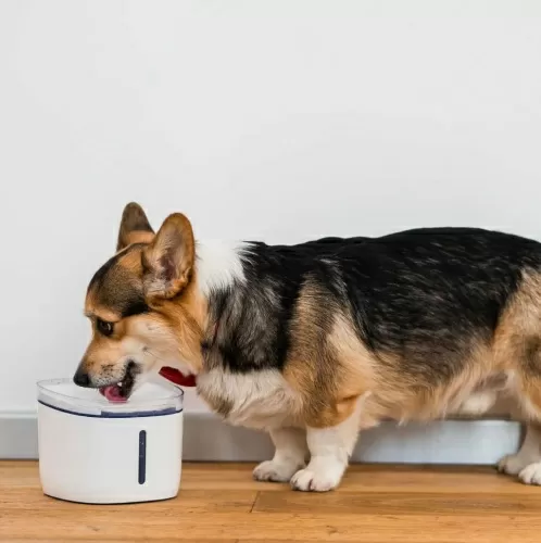 Автопоилка для животных Petoneer Fresco Mini Plus Fountain (WF004) — фото, купить в Минске с доставкой по Беларуси — 360shop.by