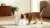 Умная поилка для животных Xiaomi Smart Pet Fountain 2 (XMCWYSJ02) — фото, купить в Минске с доставкой по Беларуси — 360shop.by