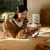 Автокормушка Xiaomi Mijia Smart Pet Feeder 2 (MJWSQ02) — фото, купить в Минске с доставкой по Беларуси — 360shop.by